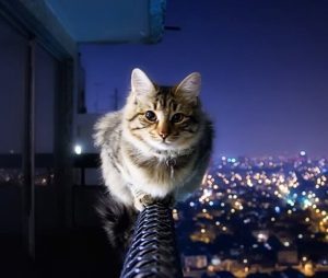 gato en el balcón