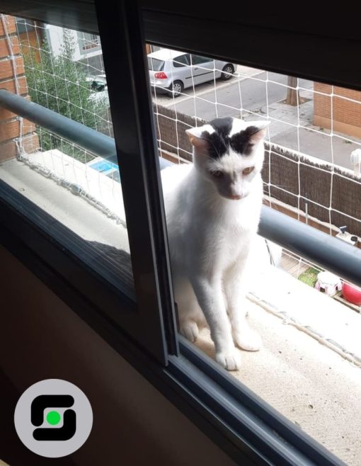 Protección transparente gatos ventanas